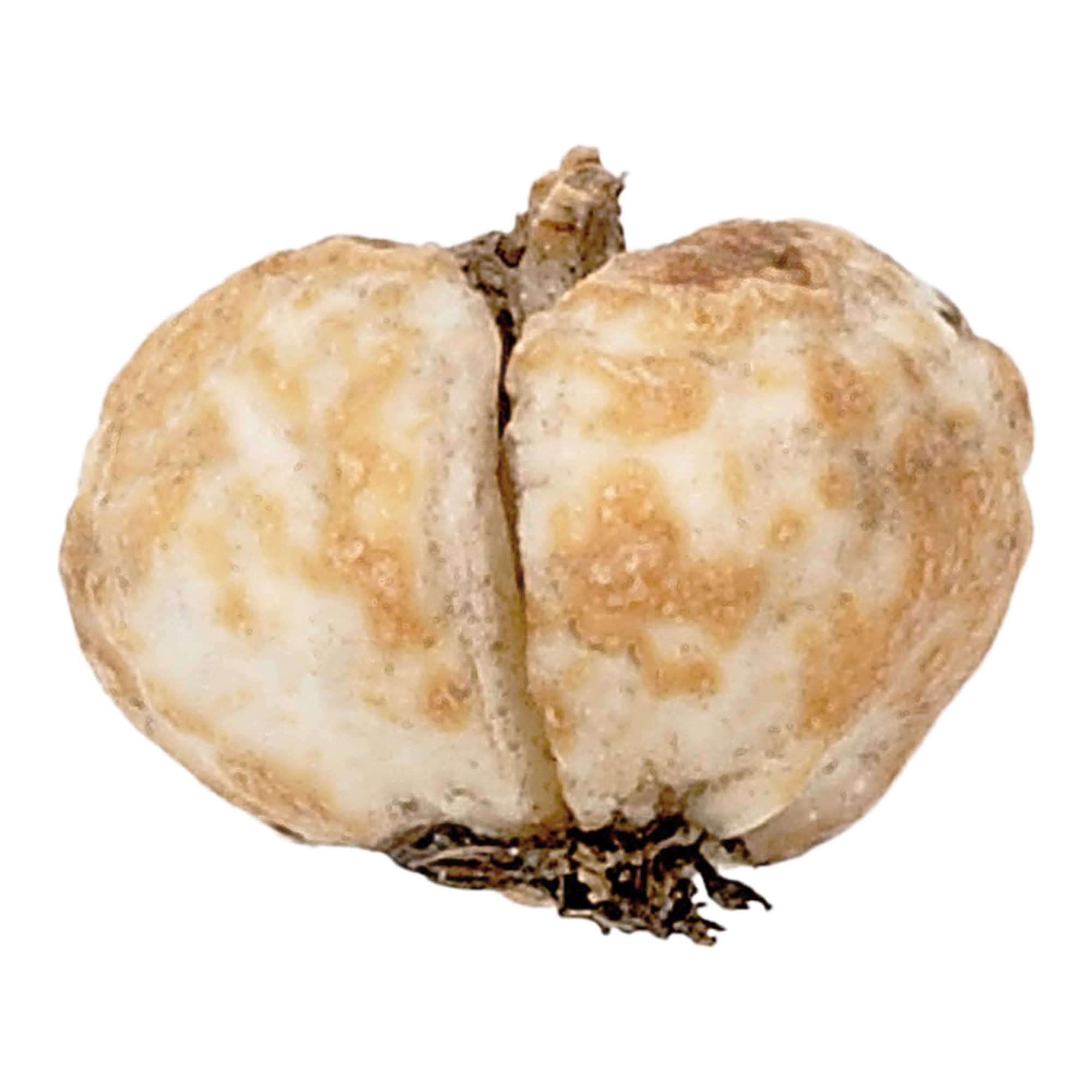 Fritillaria meleagris (snake's head) 15 Flower bulbs - 4