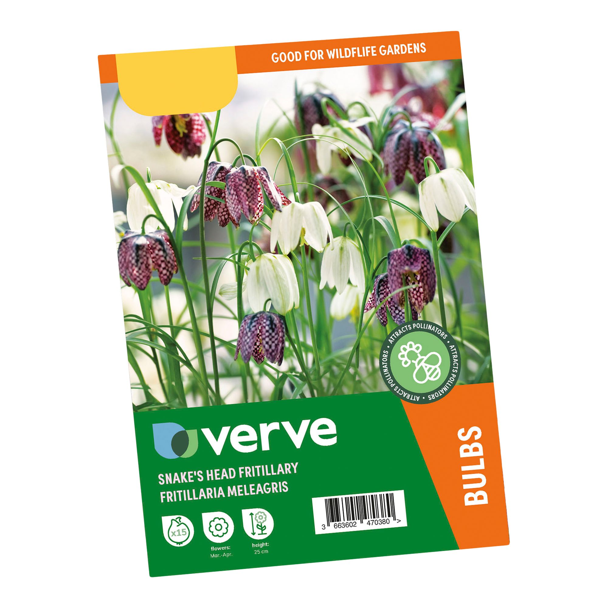 Fritillaria meleagris (snake's head) 15 Flower bulbs - 5