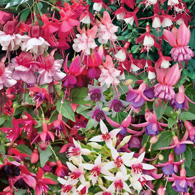 FUCHSIA COLLECTION