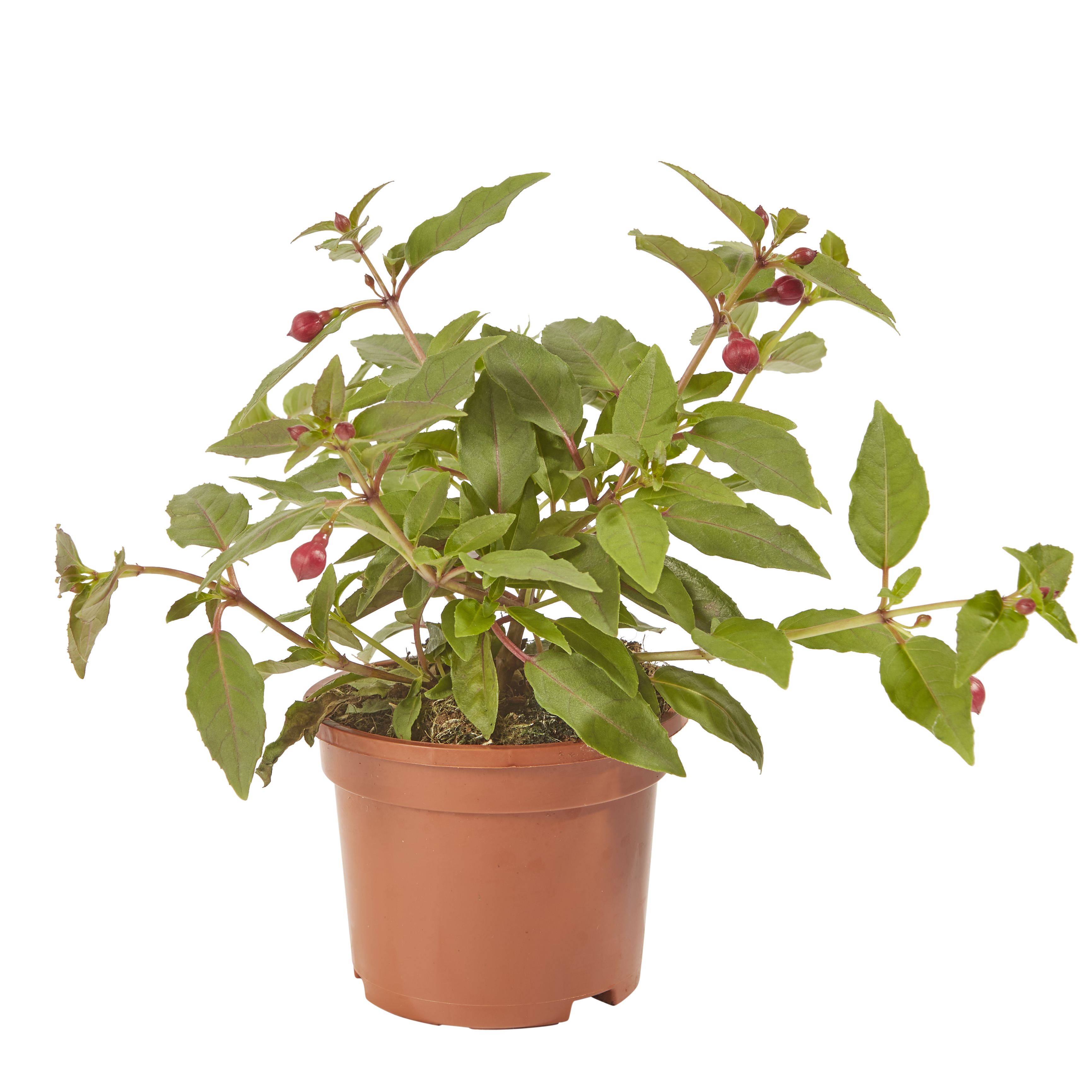 Fuchsia Lydia Summer Bedding plant 10.5cm, Pack of 6
