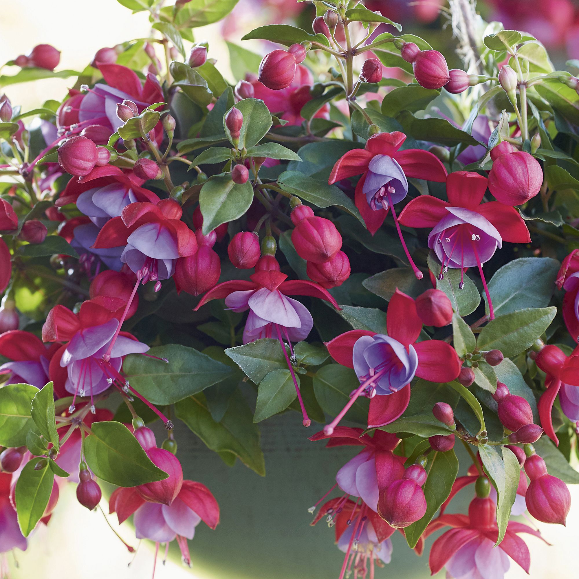 Fuchsia Lydia Summer Bedding plant 10.5cm, Pack of 6