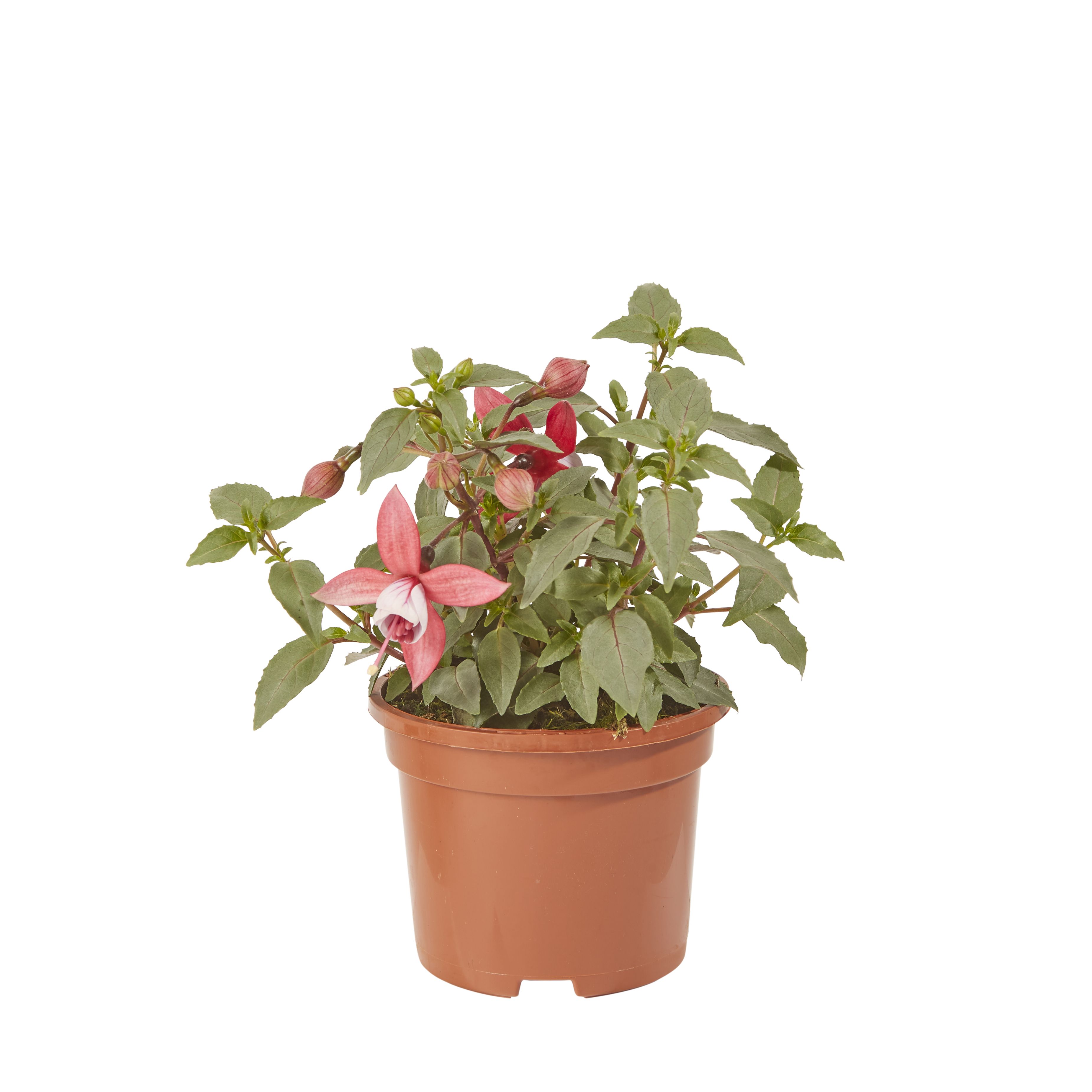 Fuchsia Summer Bedding plant 10.5cm, Pack of 6 DIY at B&Q