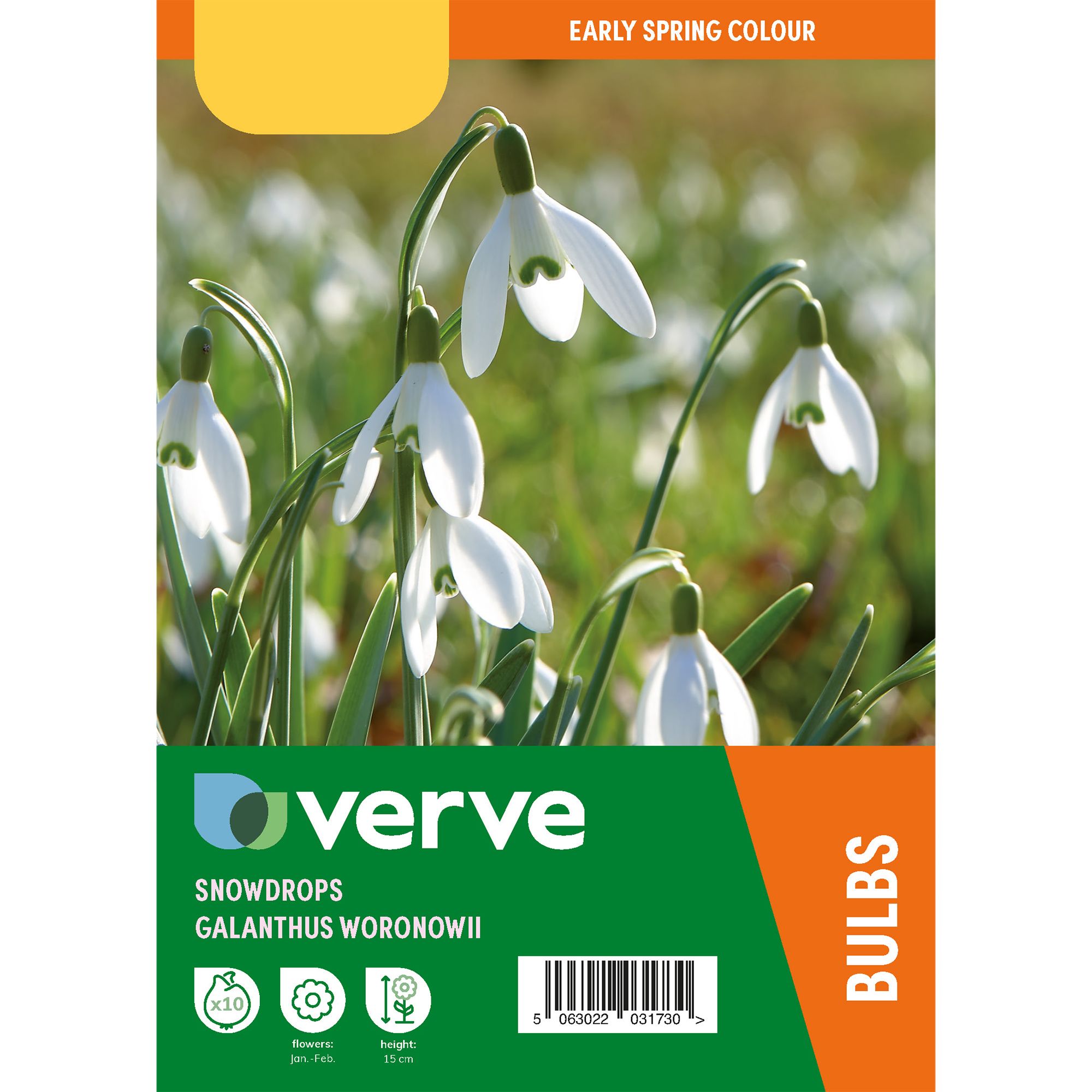Galanthus woronowii 10 Flower bulbs