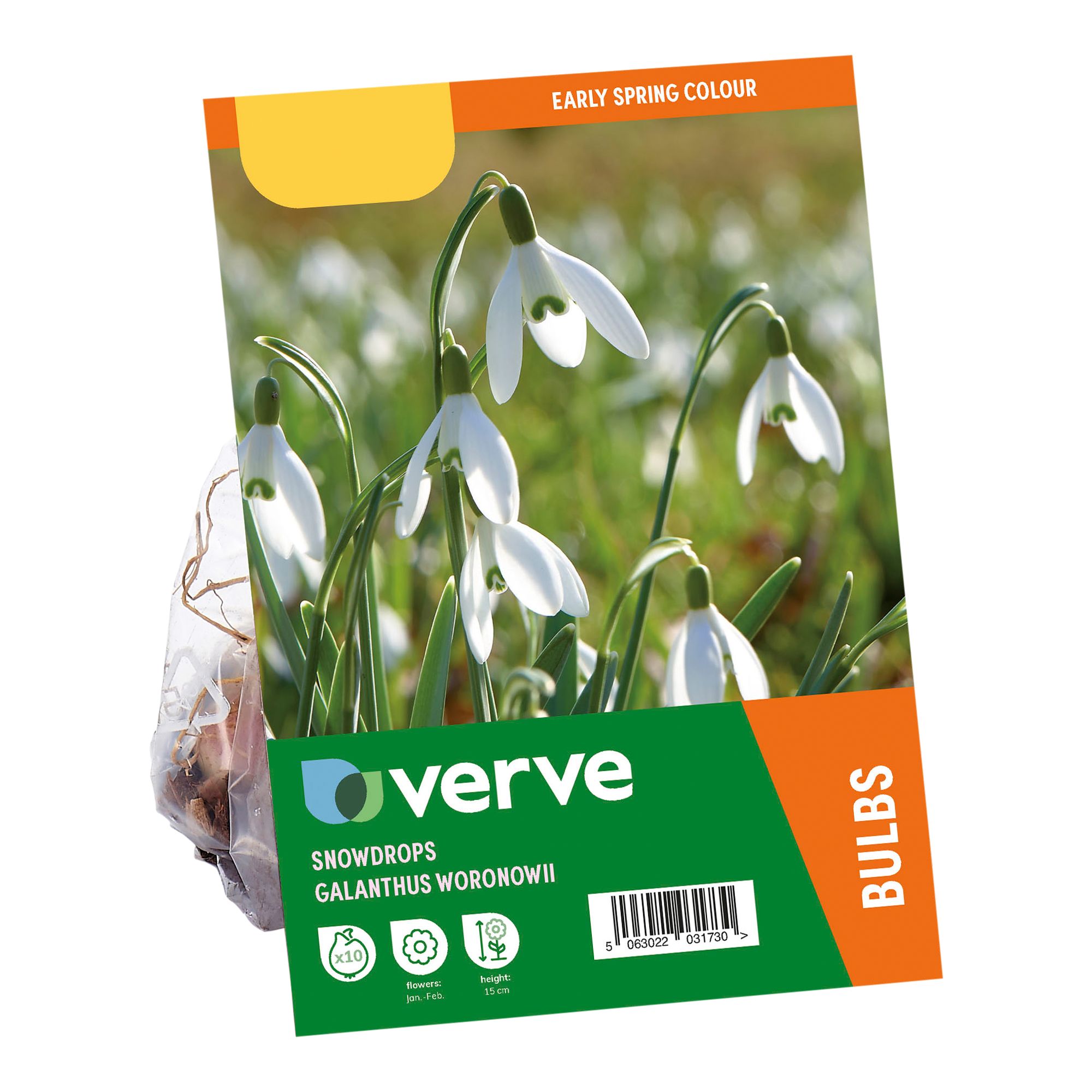 Galanthus woronowii 10 Flower bulbs - 3