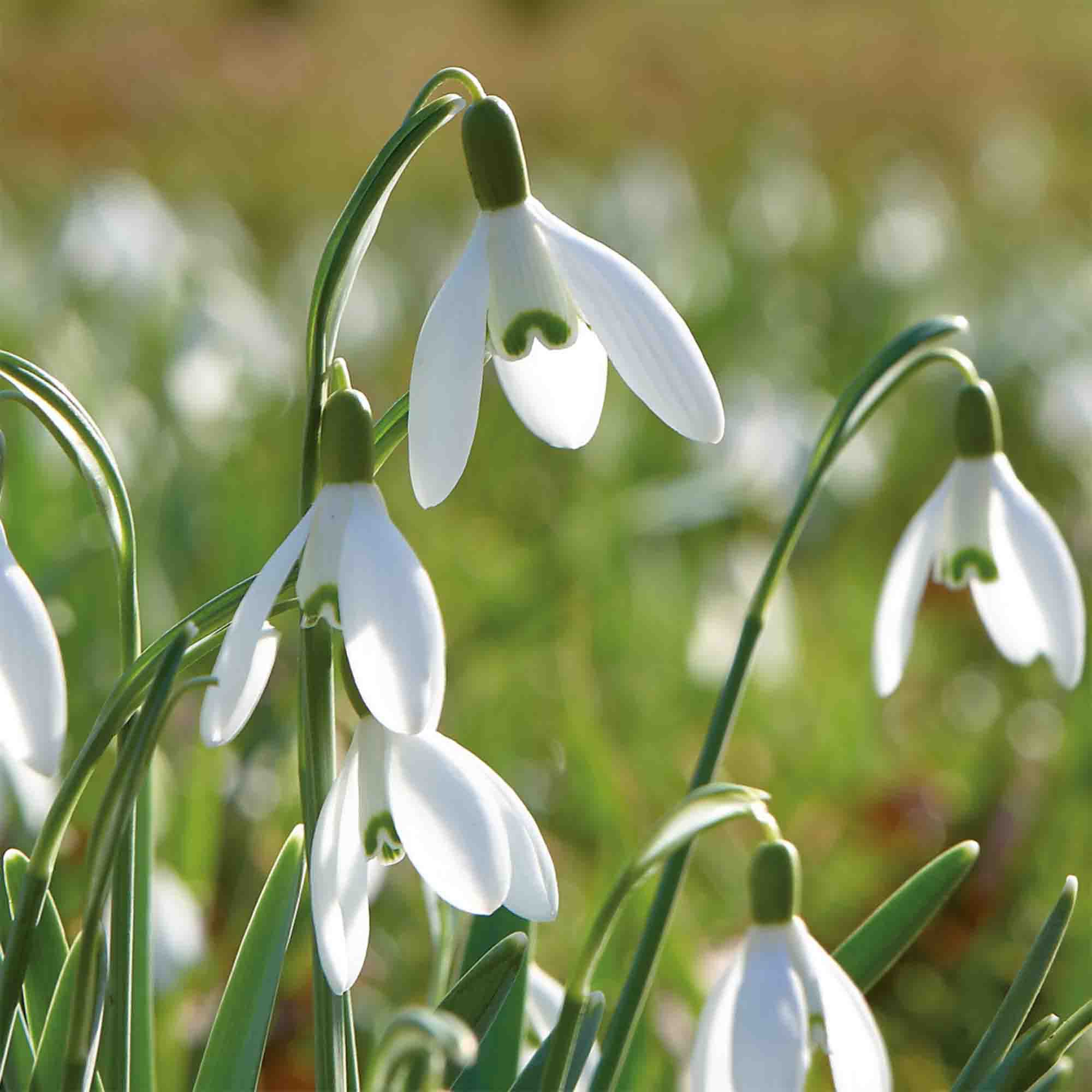 Galanthus woronowii 40 Flower bulbs