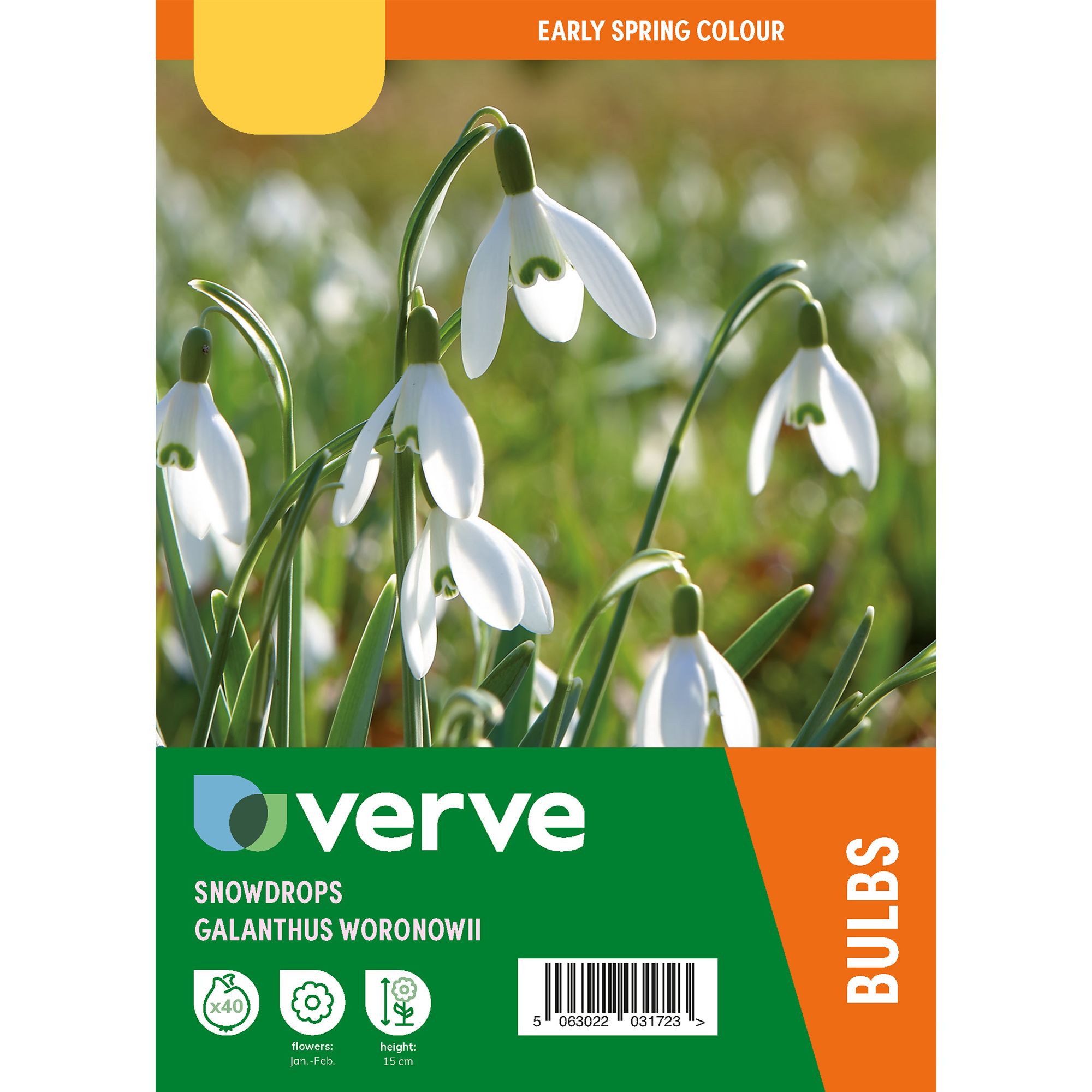 Galanthus woronowii 40 Flower bulbs - 4