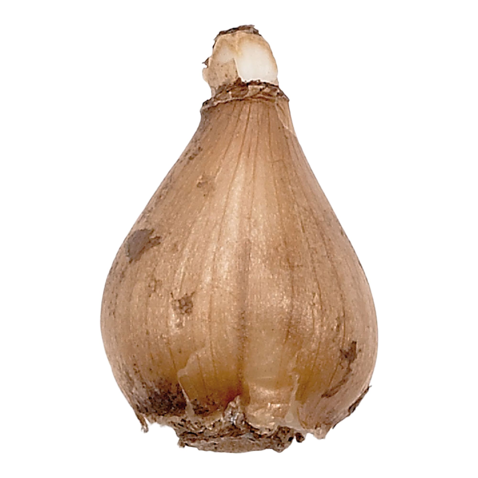 Galanthus woronowii 40 Flower bulbs