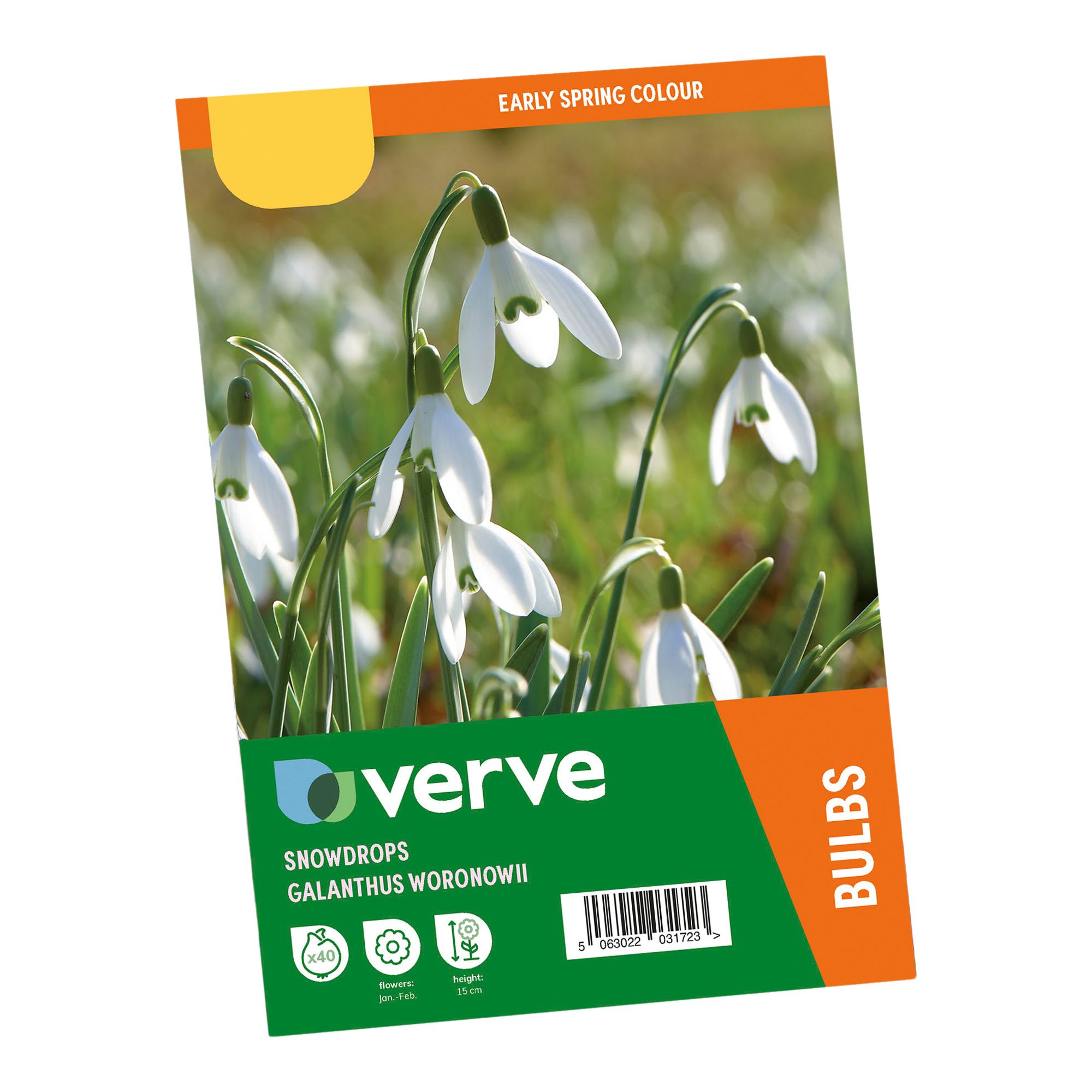 Galanthus woronowii 40 Flower bulbs - 3
