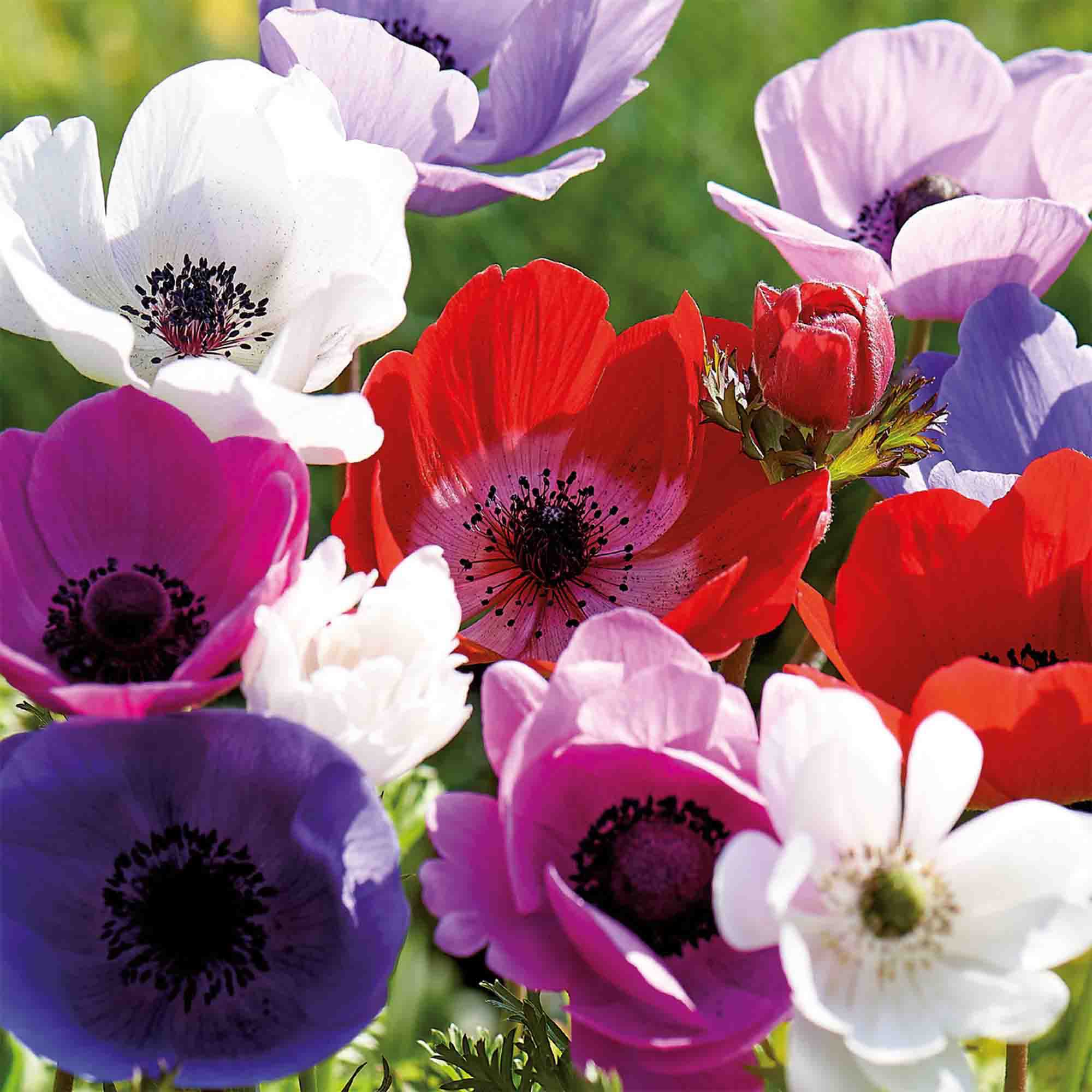 Garden Anemone Mixed 35 Flower bulbs