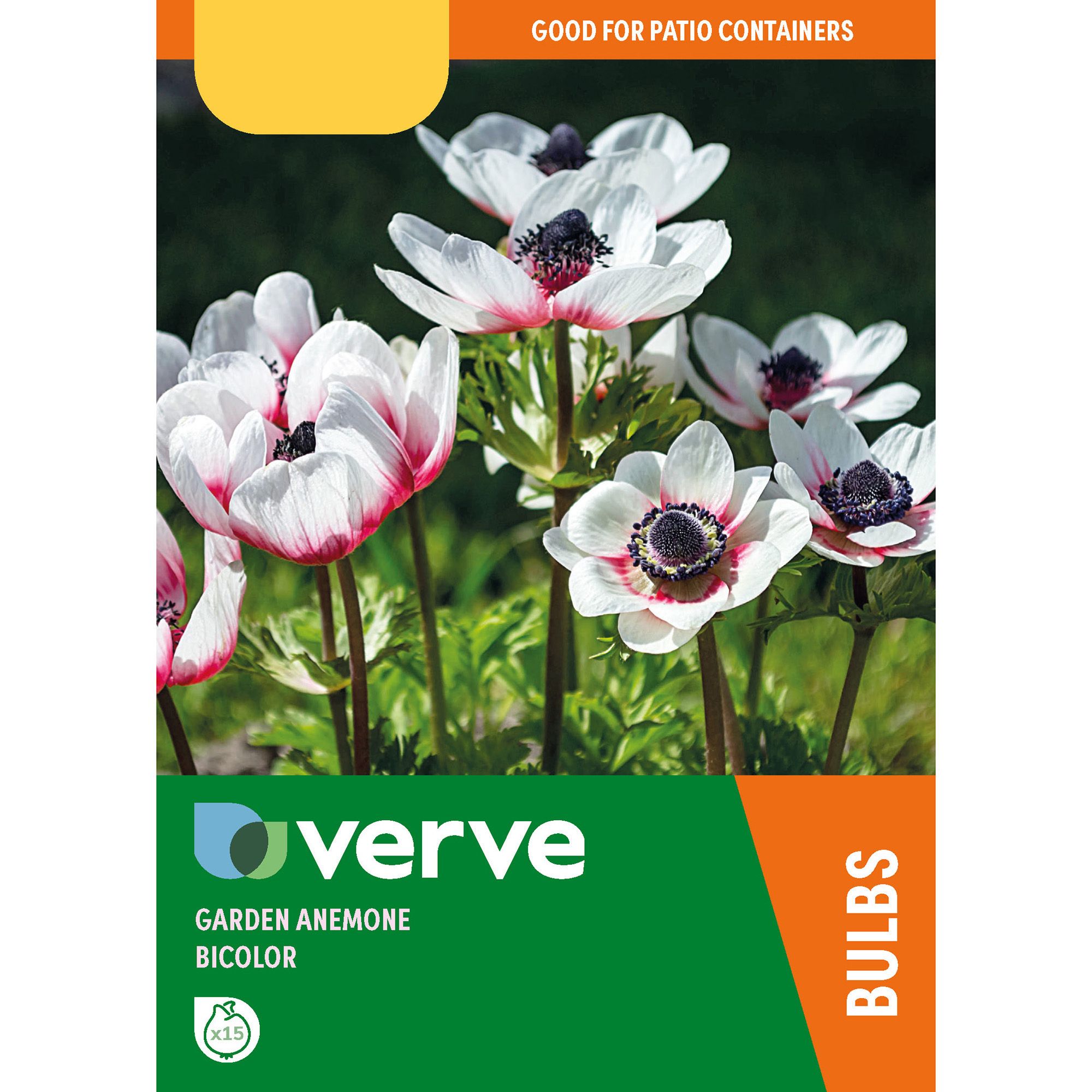Garden anemones bicolor Flower bulb, Pack of 15 | DIY at B&Q