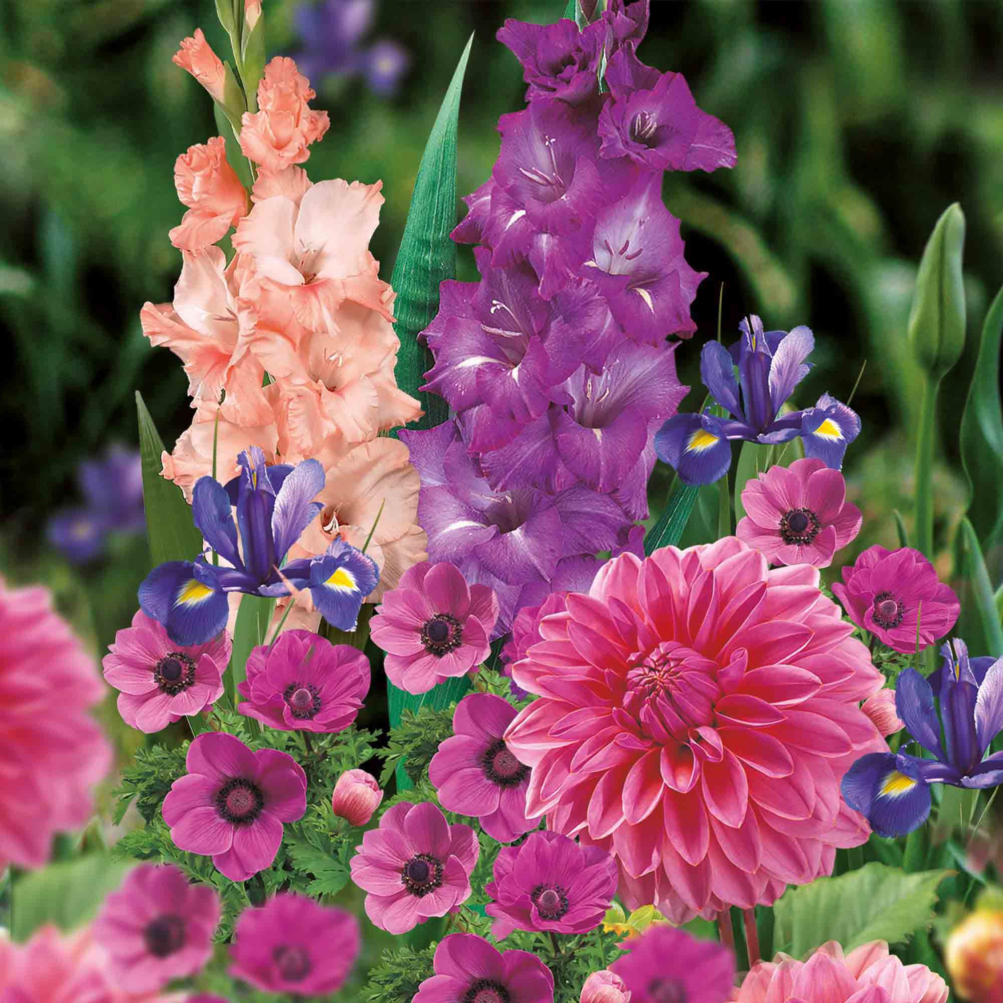 Garden Bulbs Pretty in Pink collection 50 Flower bulbs