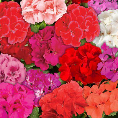 GERANIUM ASSORTED