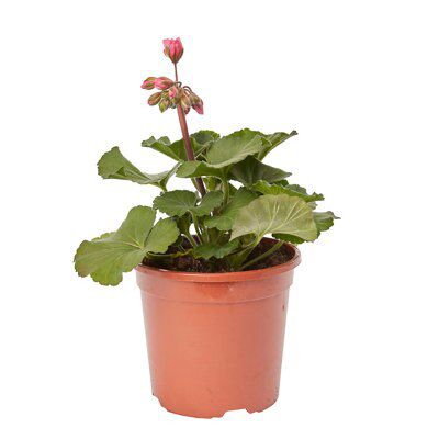 Geranium Bloomer Set