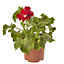 Geranium Calliope Dark Red Summer Bedding plant 13cm, Pack of 4