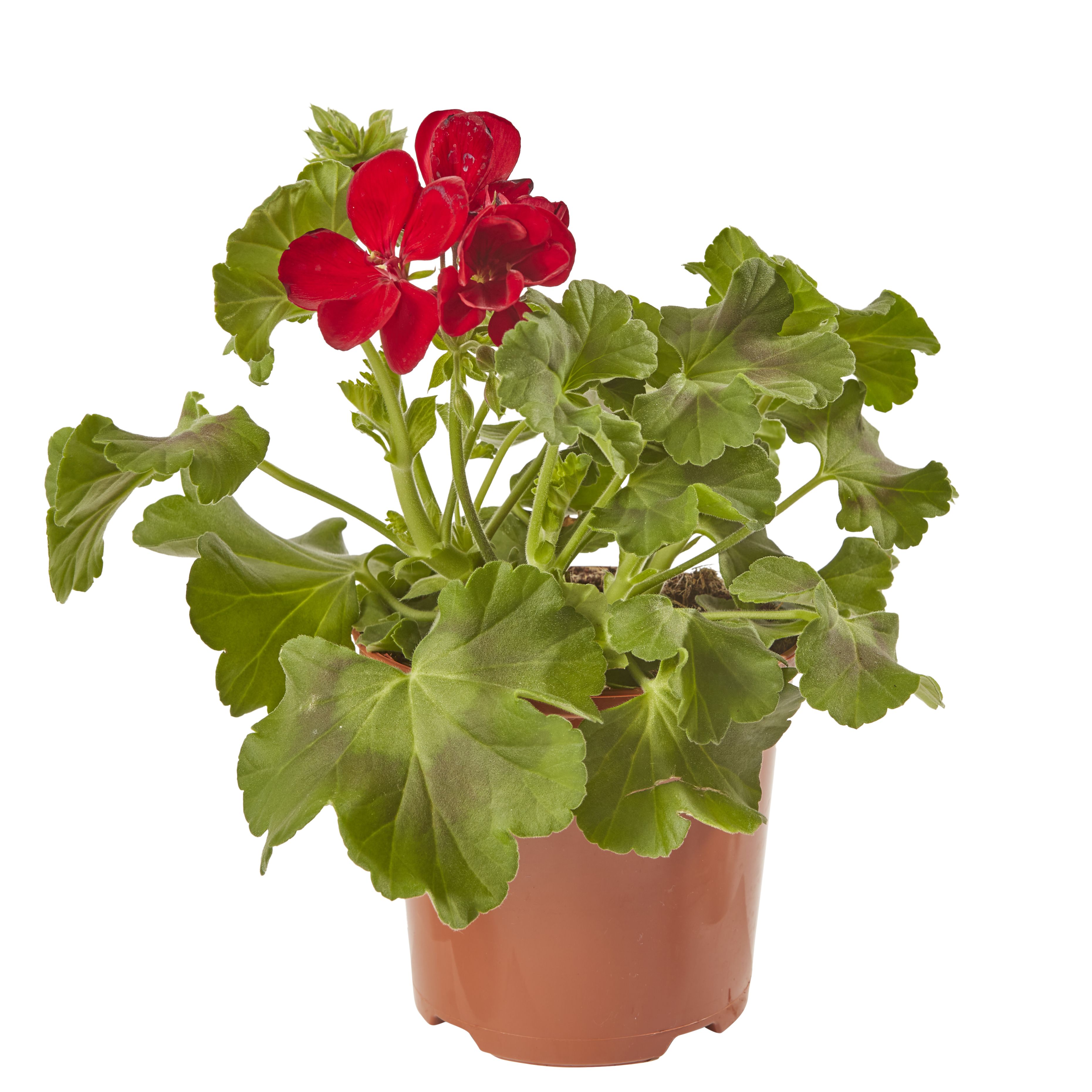 Geranium Calliope Dark Red Summer Bedding plant 13cm, Pack of 4