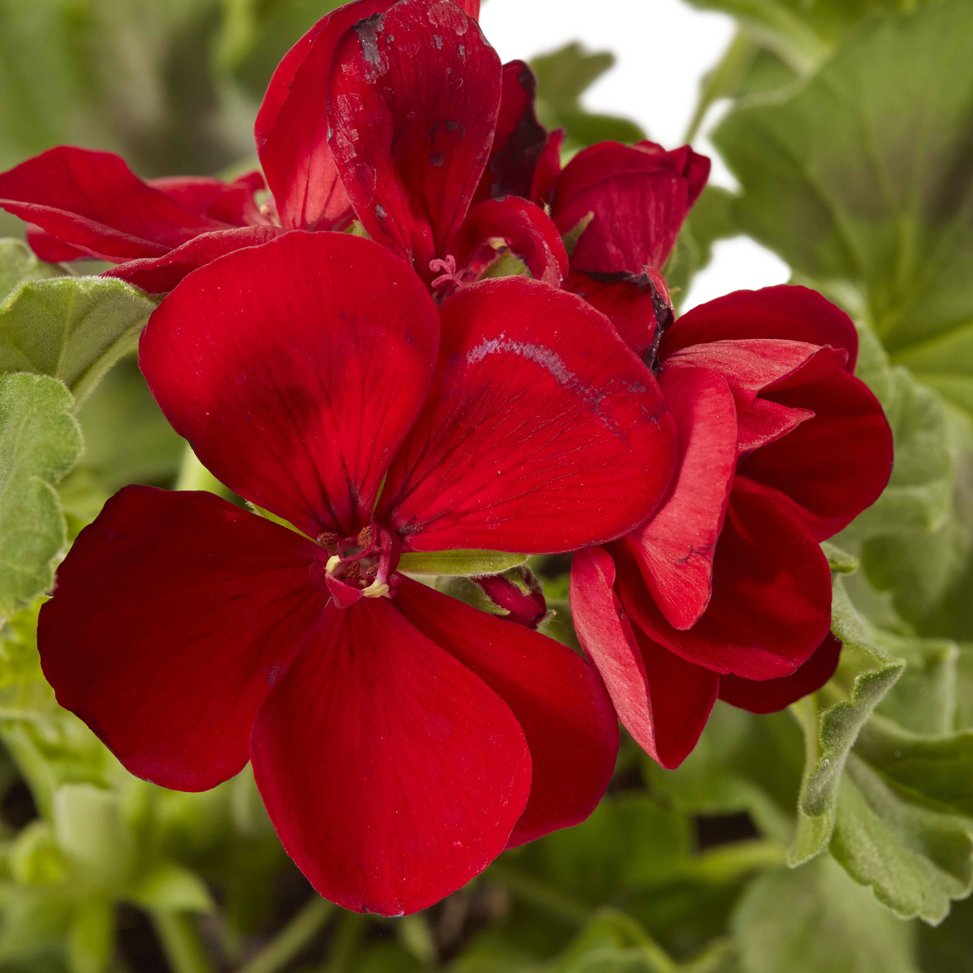 Geranium Calliope Dark Red Summer Bedding plant 13cm, Pack of 4