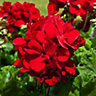 Geranium Calliope Dark Red Summer Bedding plant 13cm, Pack of 4