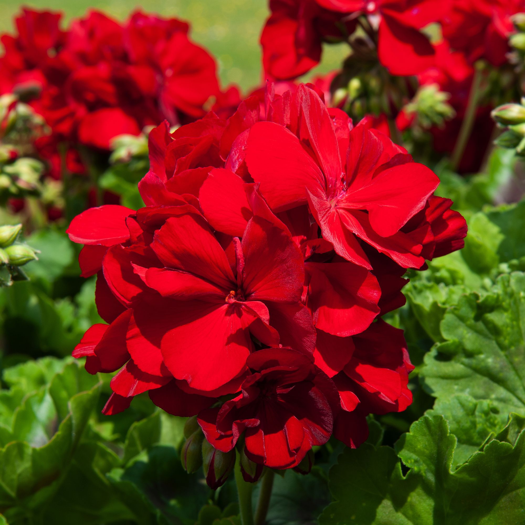 Geranium Calliope Dark Red Summer Bedding plant 13cm, Pack of 4