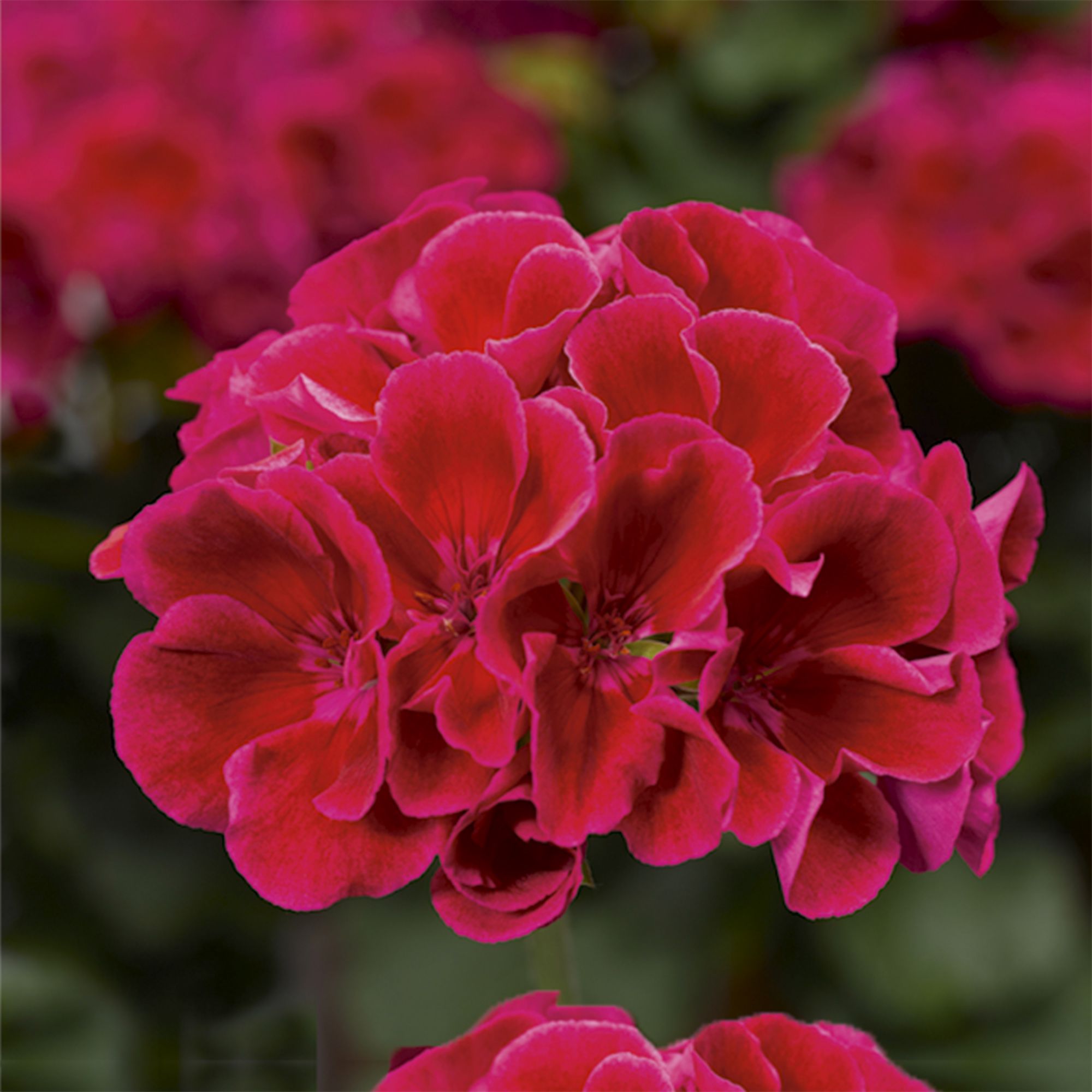 Geranium Calliope Dark Red Summer Bedding plant 23cm at B&Q