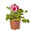 Geranium Calliope Rose Splash Summer Bedding plant 13cm, Pack of 4
