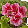 Geranium Calliope Rose Splash Summer Bedding plant 13cm, Pack of 4
