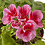 Geranium Calliope Summer Bedding plant 13cm, Pack of 4