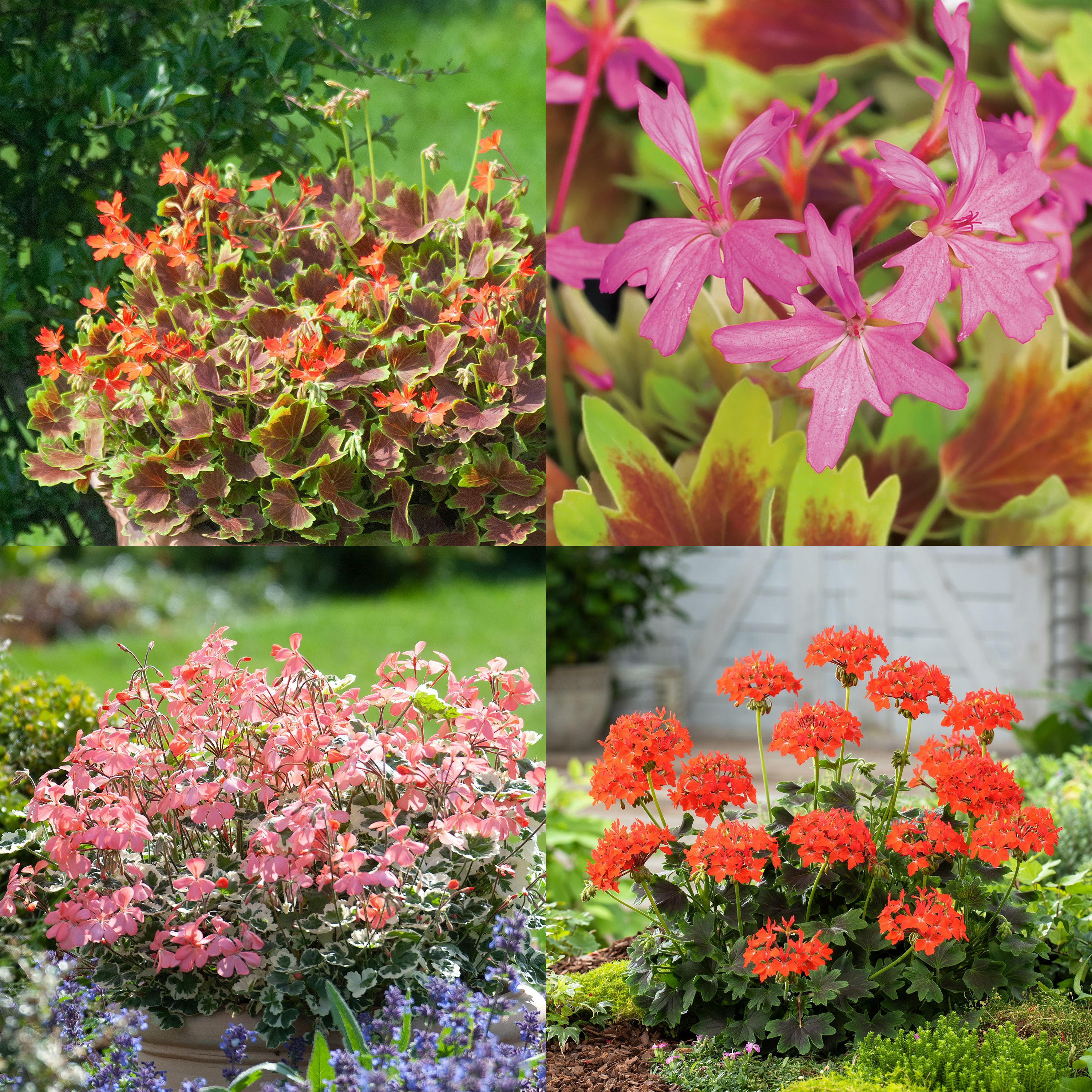 Geranium Pelgardini Summer Bedding plant 13cm, Pack of 4 DIY at B&Q