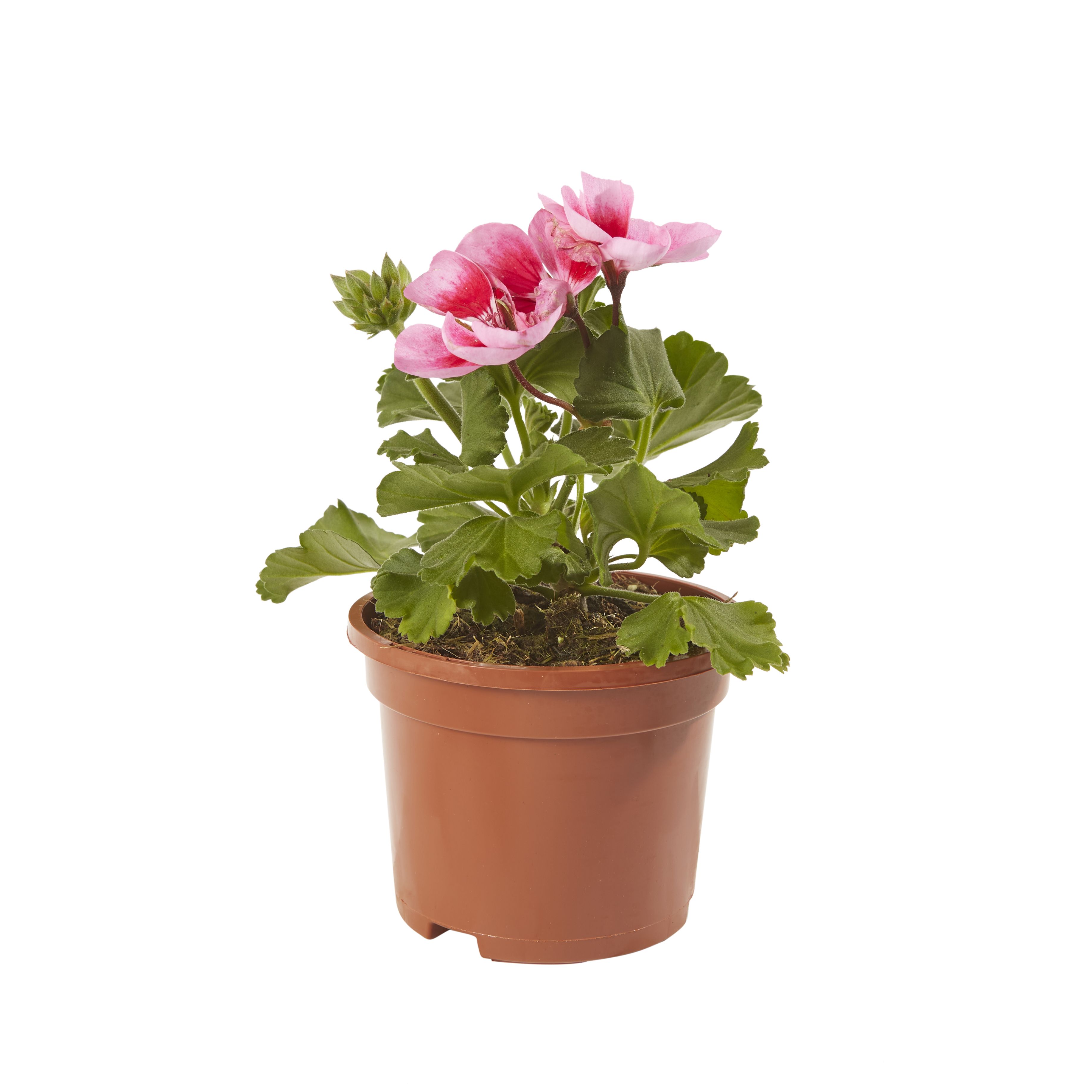 Geranium Pink Summer Bedding plant 10.5cm, Pack of 6