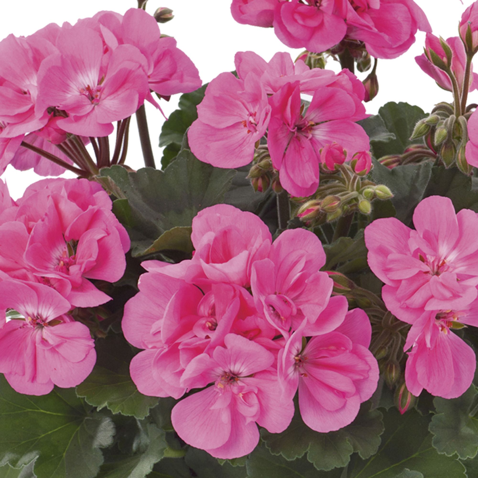 Geranium Pink Summer Bedding plant 10.5cm, Pack of 6