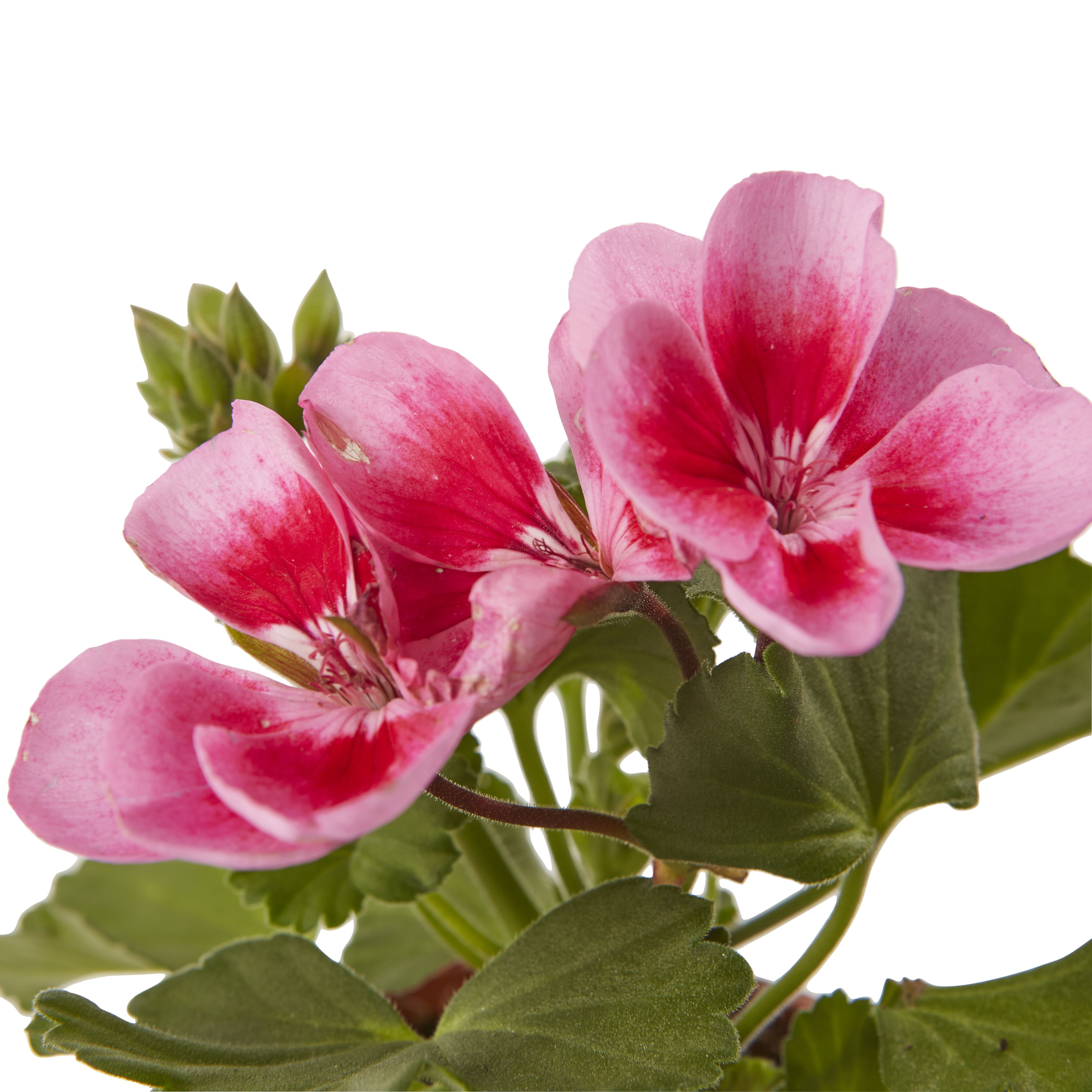 Geranium Pink Summer Bedding plant 10.5cm, Pack of 6