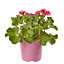 Geranium Pretty Little Summer Bedding plant 13cm, Pack of 4