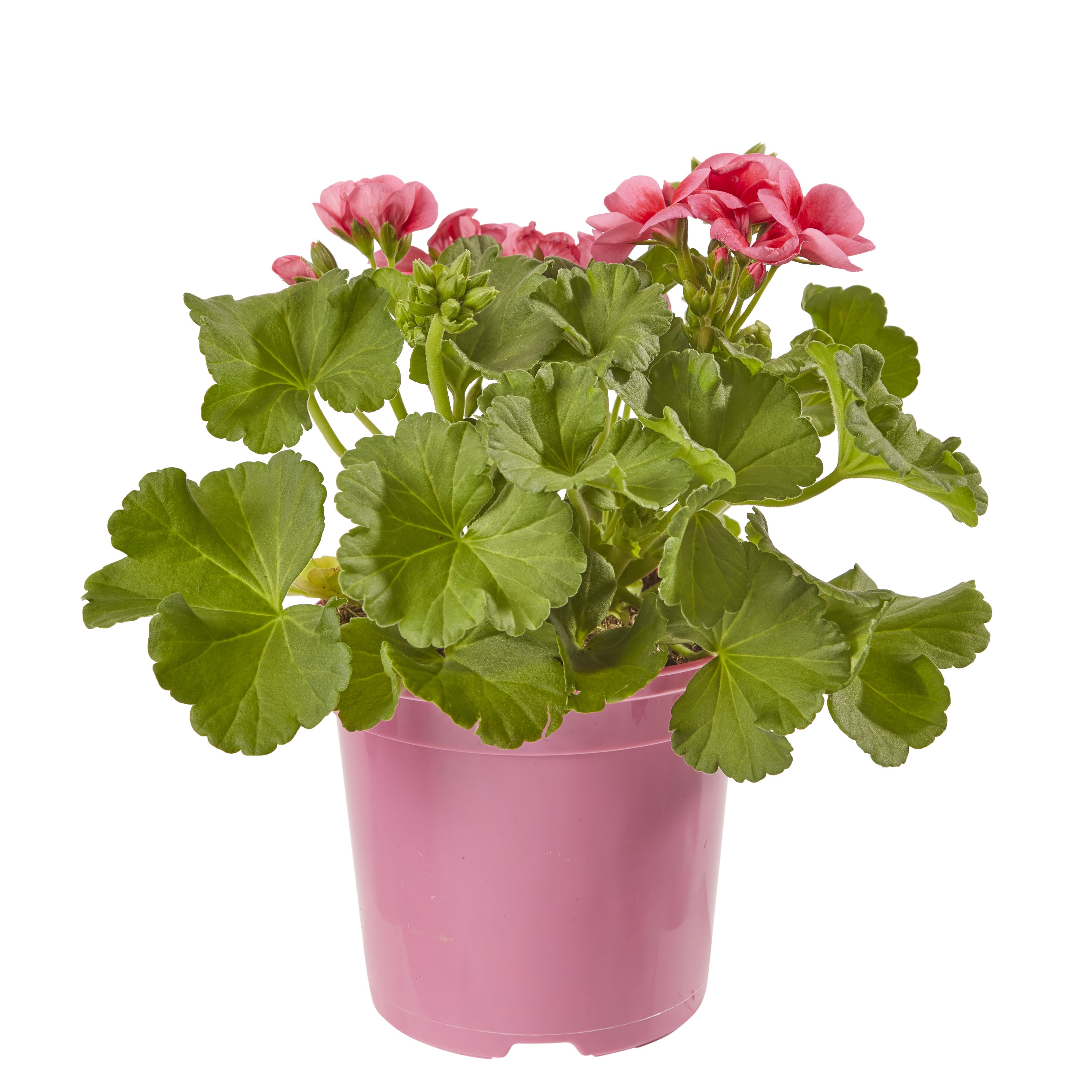 Geranium Pretty Little Summer Bedding plant, Pack of 4 DIY at B&Q