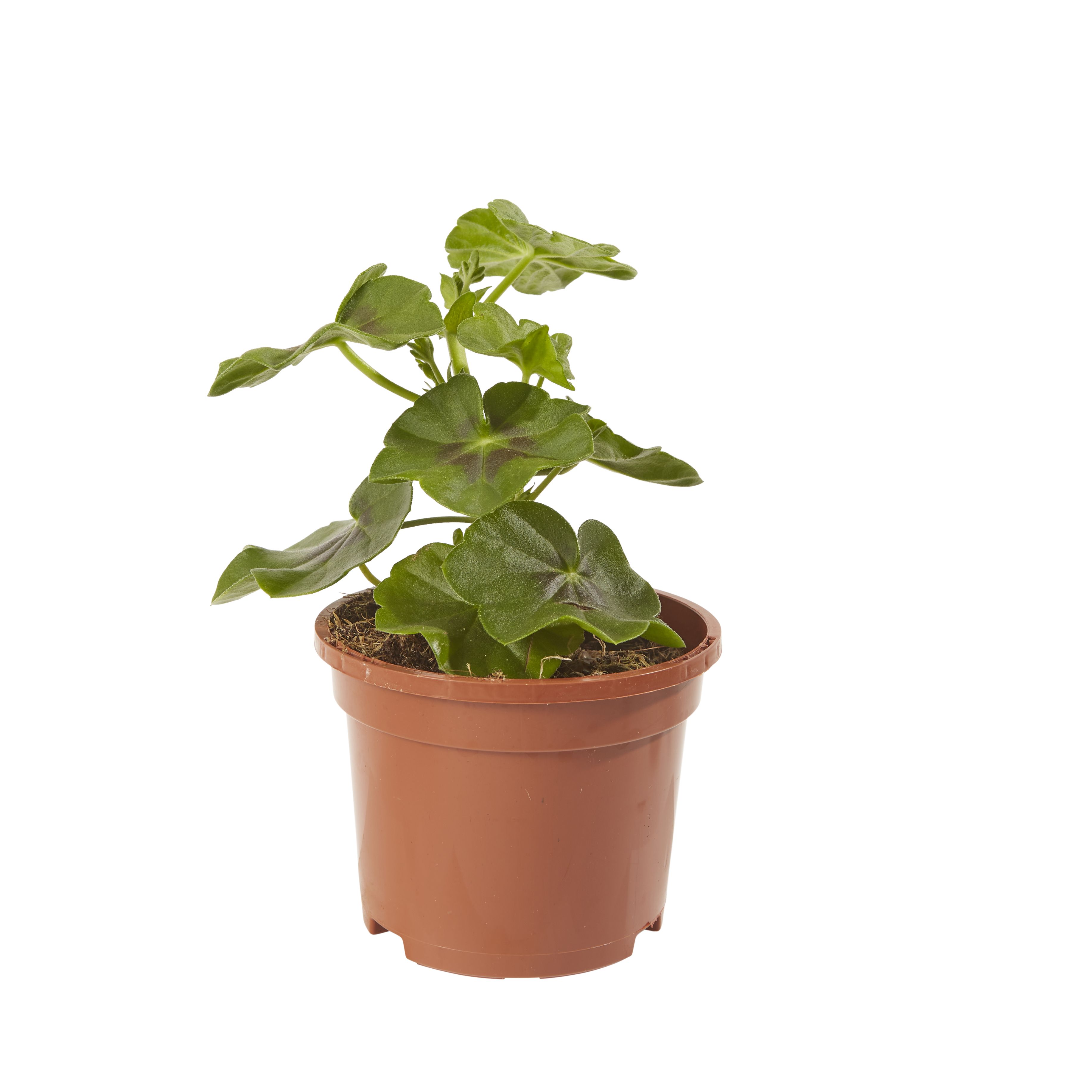 Geranium Ruben Summer Bedding plant, 10.5cm Pot, Pack of 6 DIY at B&Q