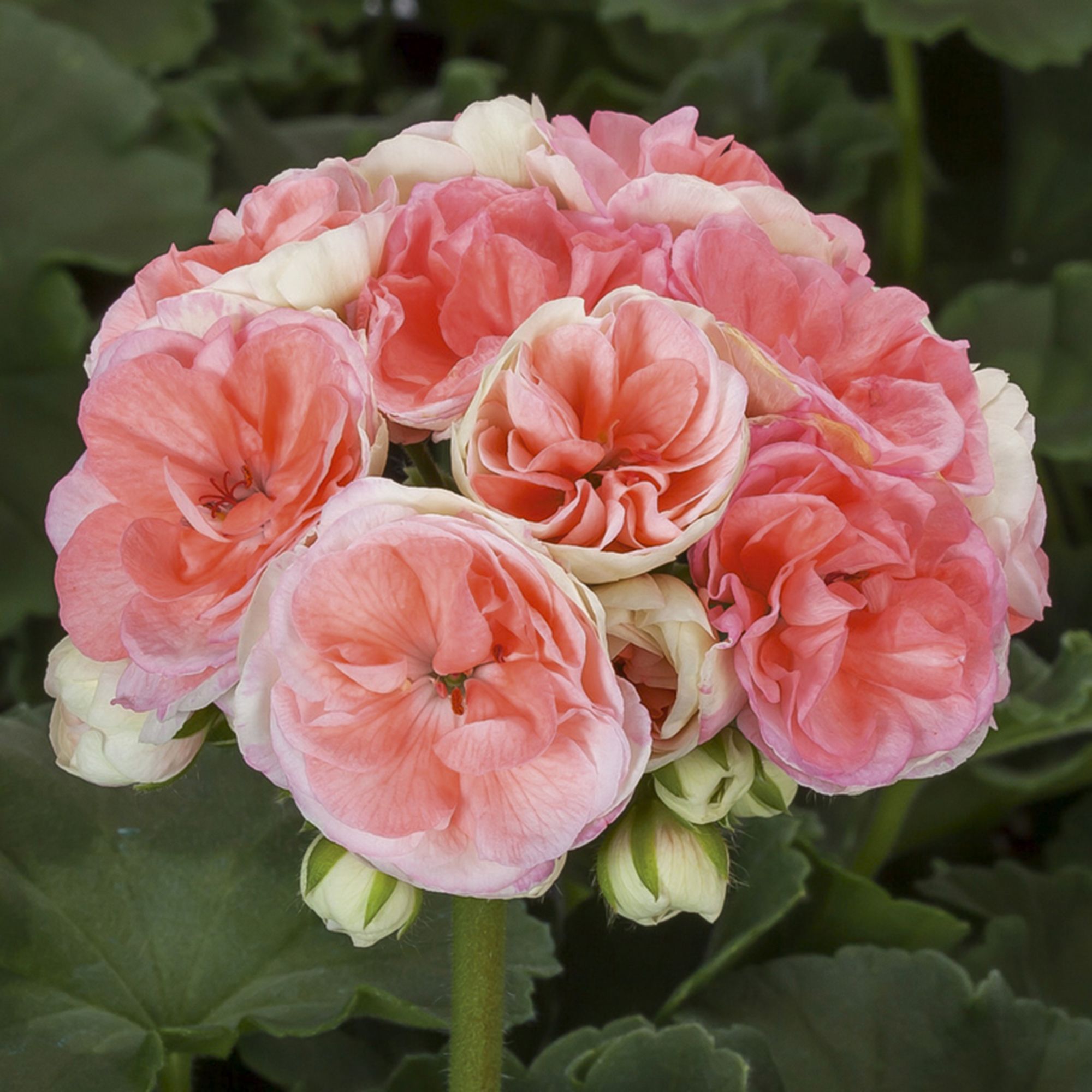 Geranium Salmon Summer Bedding Plant 17cm Pack Of 2 Diy At B Q