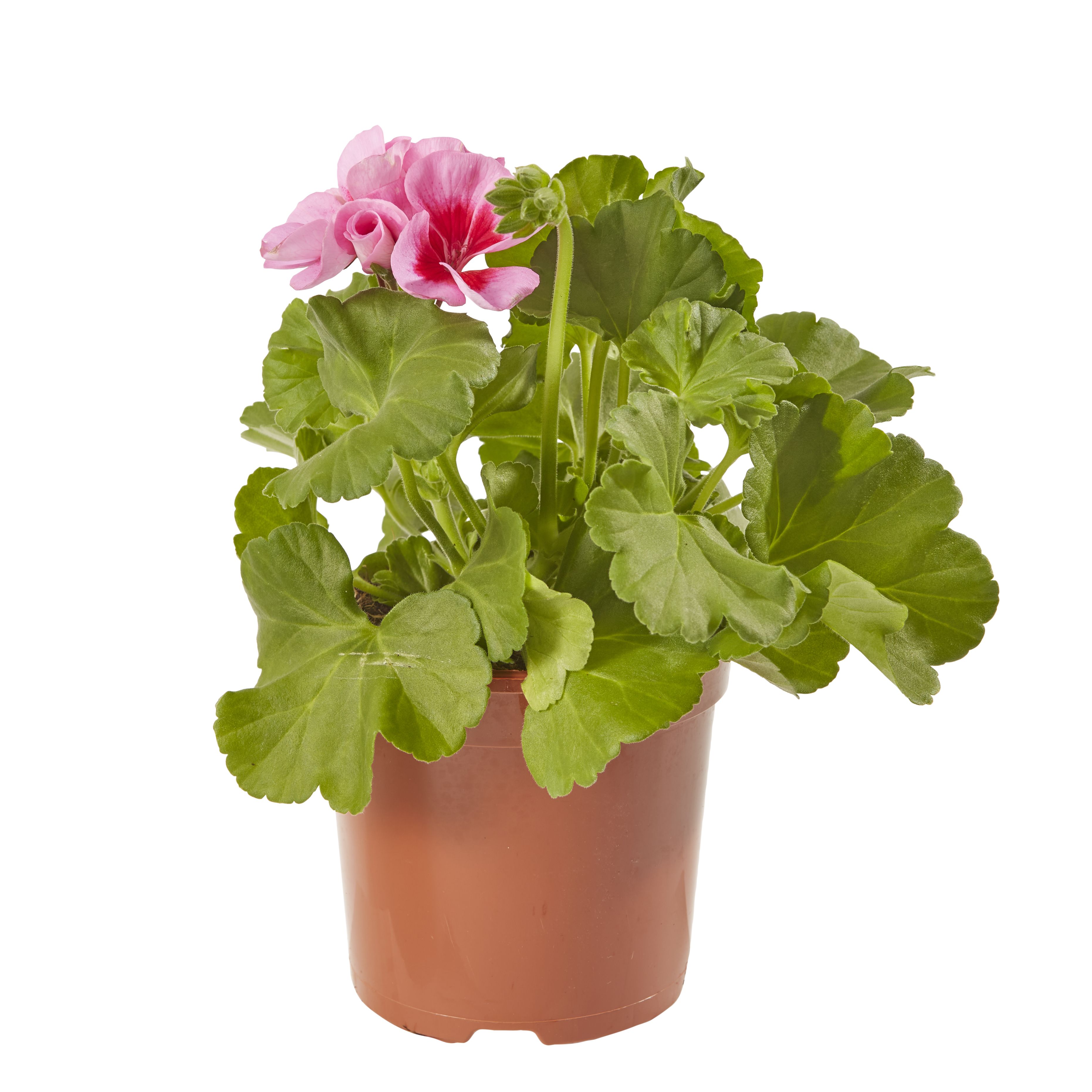 Geranium Smokey Eye Summer Bedding plant 13cm, Pack of 4
