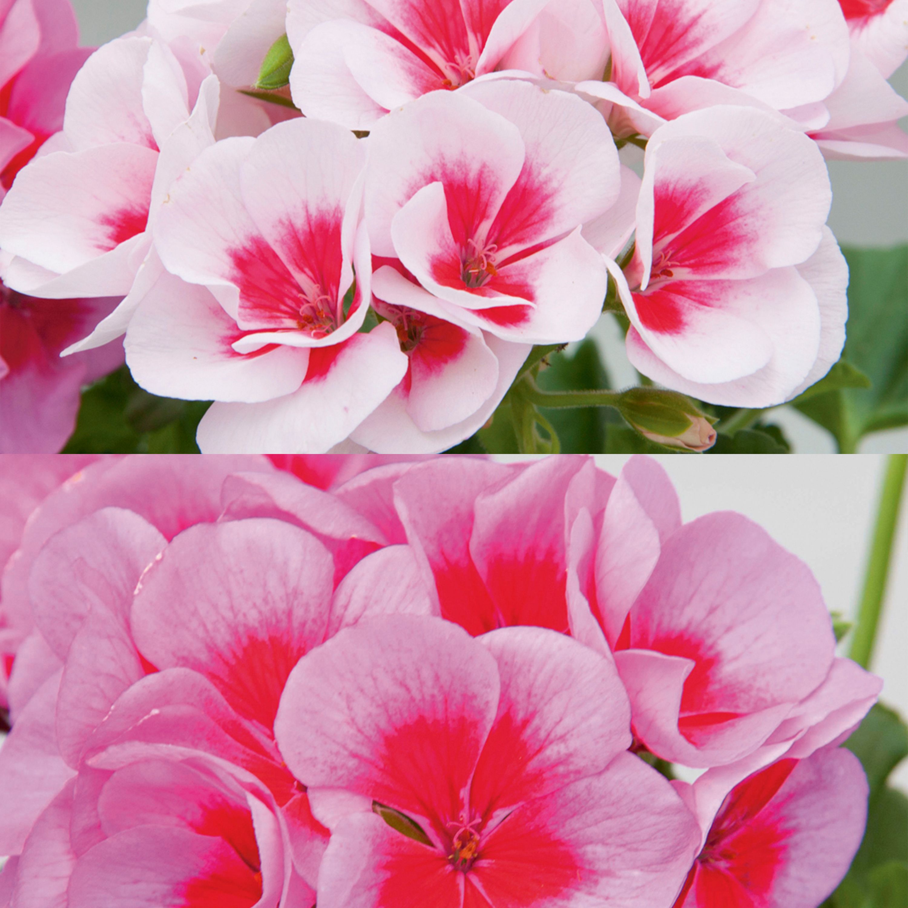 Geranium Smokey Eye Summer Bedding plant 13cm, Pack of 4