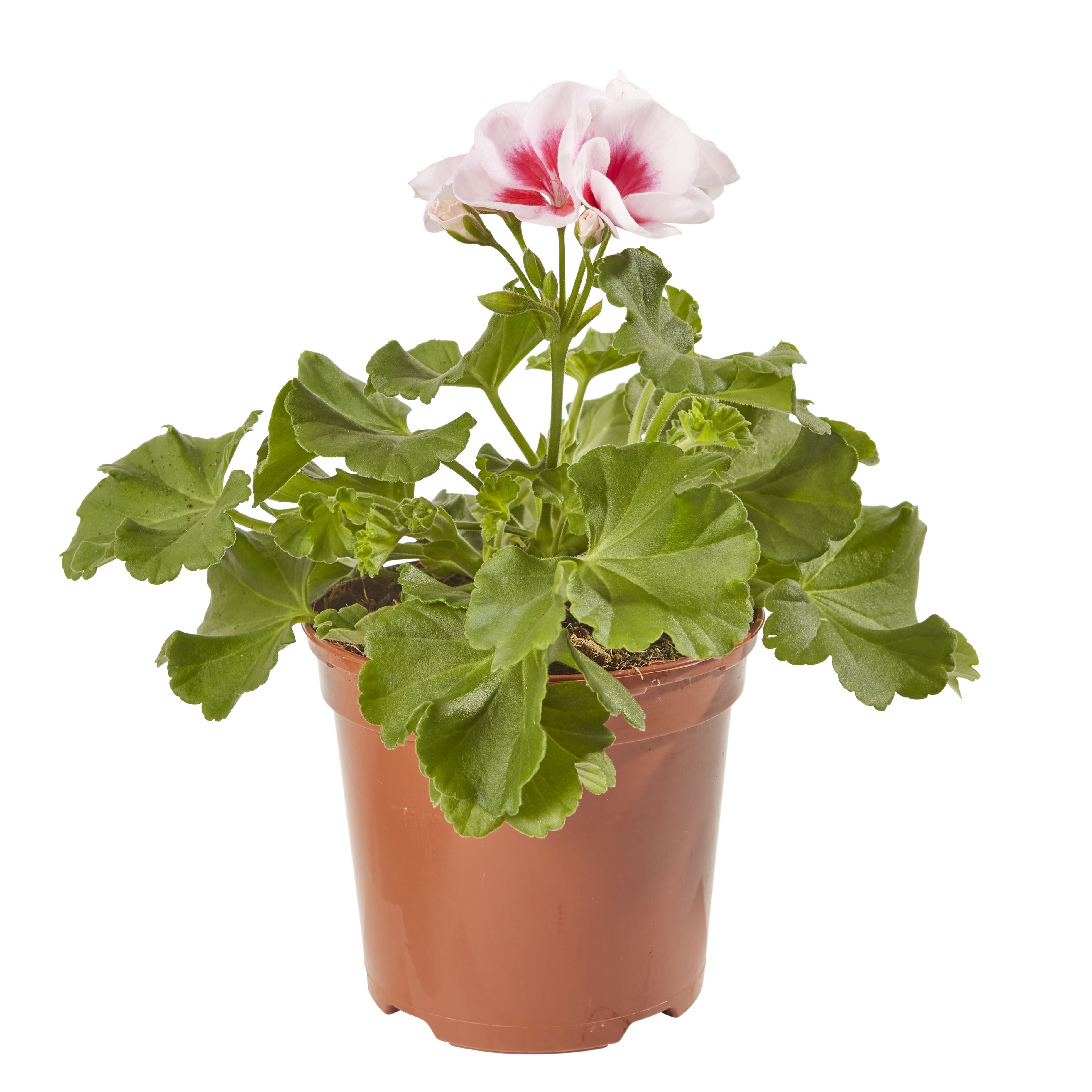 Geranium Smokey Eye Summer Bedding plant 13cm, Pack of 4