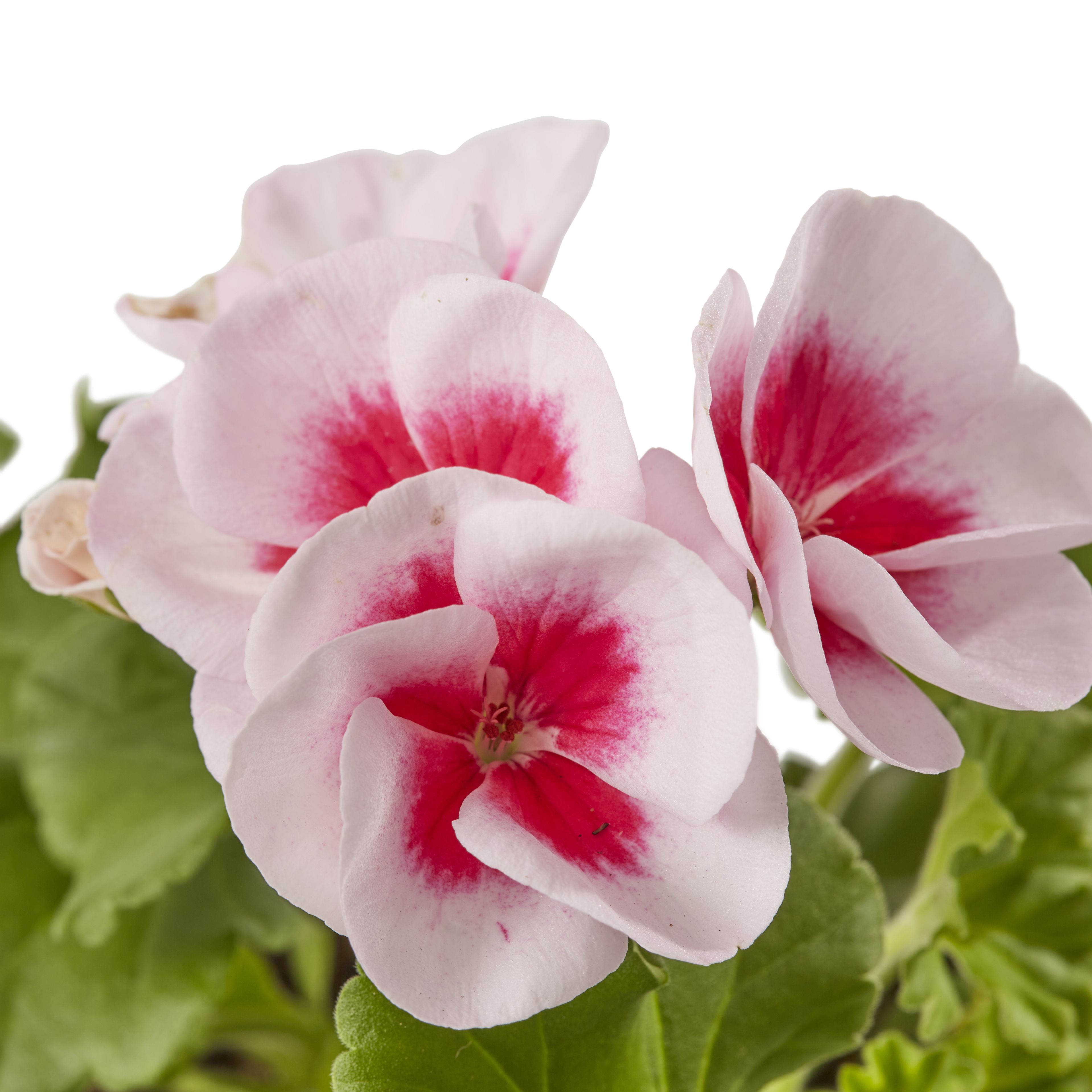 Geranium Smokey Eye Summer Bedding plant 13cm, Pack of 4