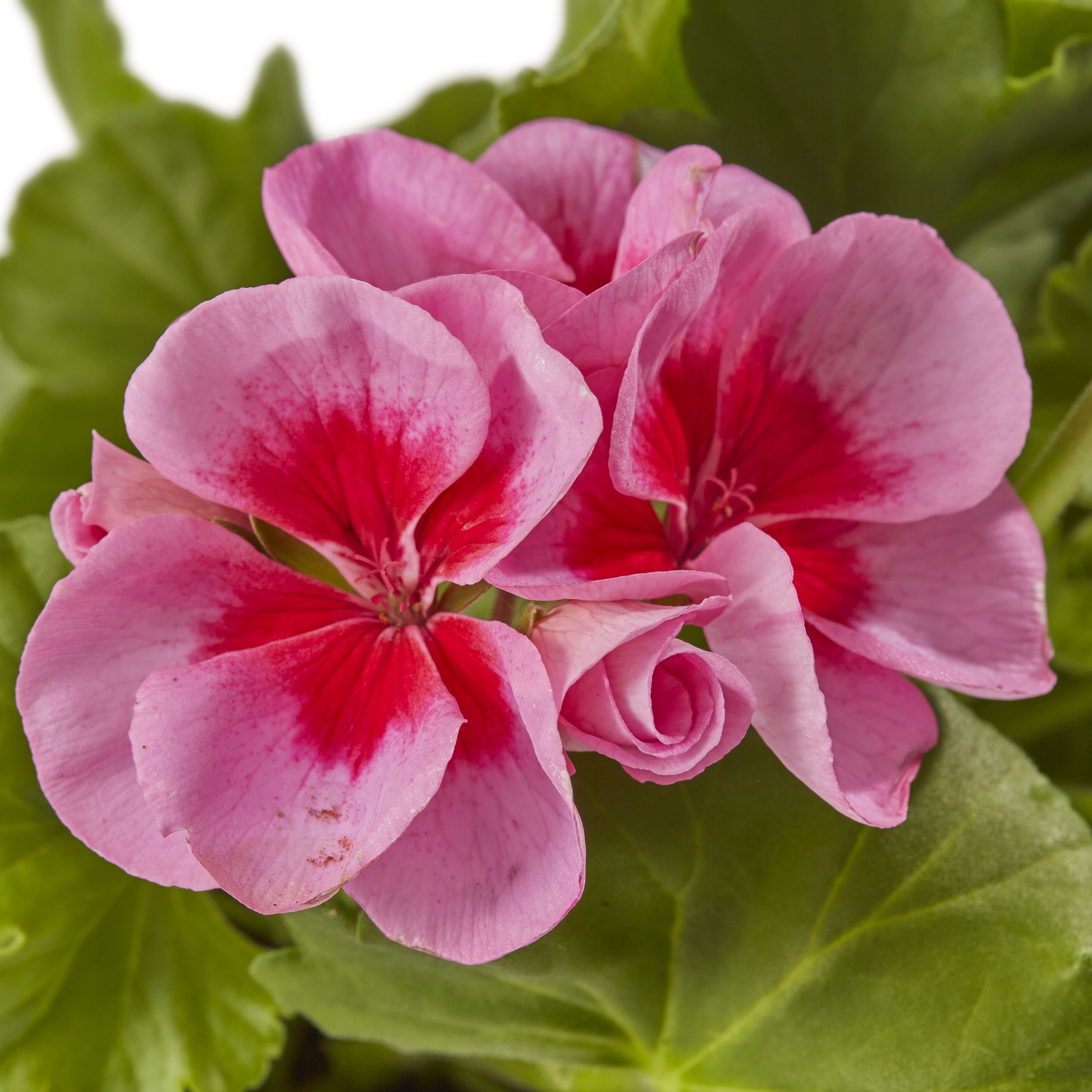 Geranium Smokey Eye Summer Bedding plant 13cm, Pack of 4