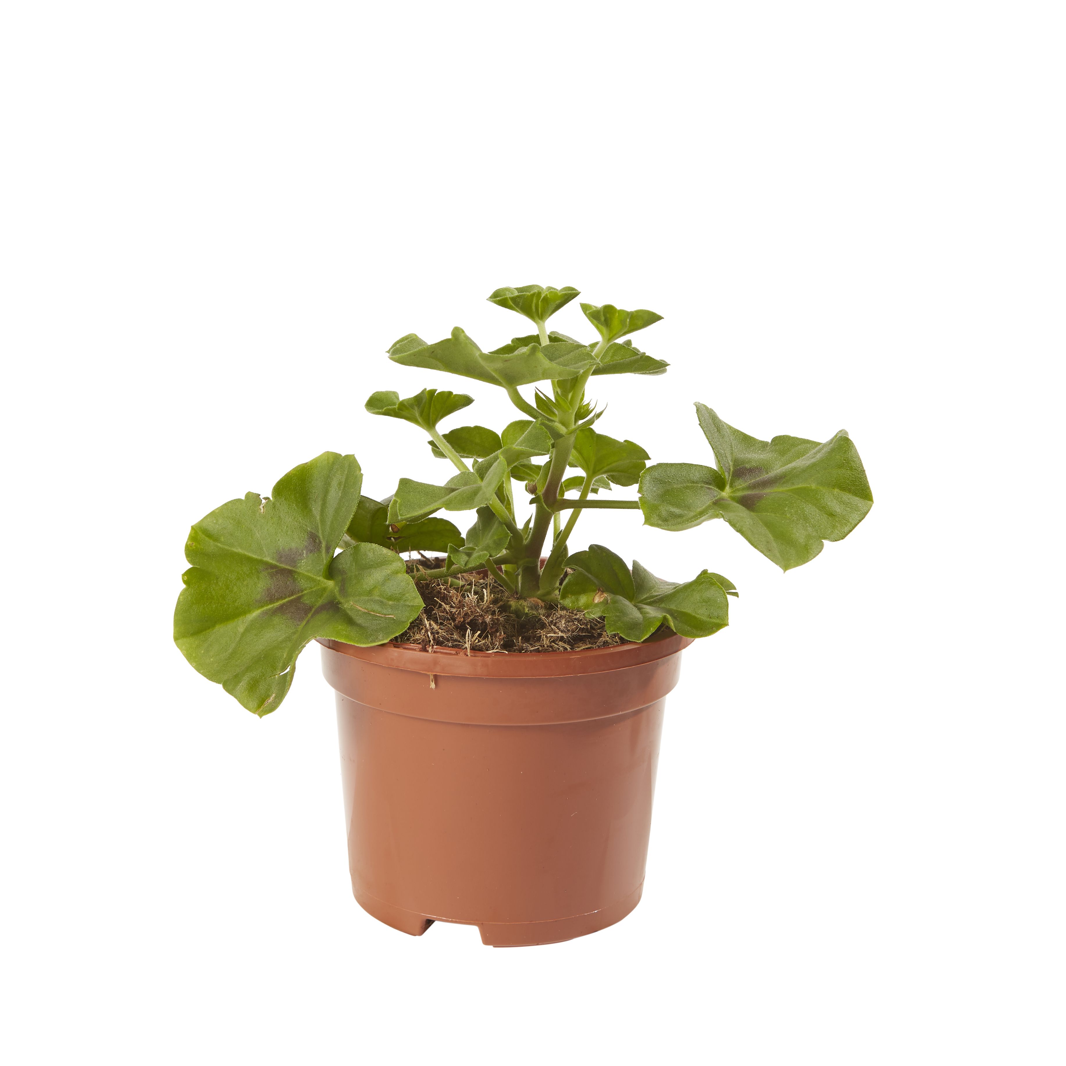 Geranium Trailing Summer Bedding plant, 10.5cm Pot, Pack of 6 DIY at B&Q