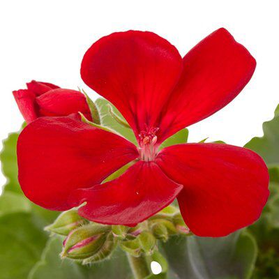 GERANIUM UPRIGHT CALLIOPE