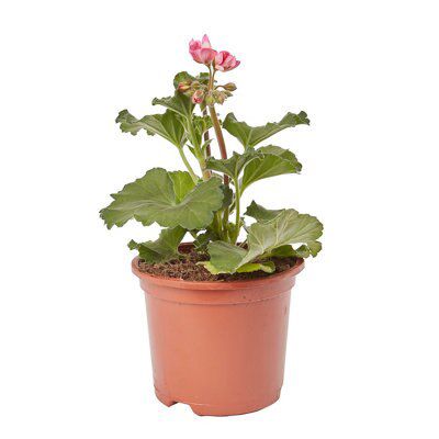 GERANIUM UPRIGHT RED FLOWER