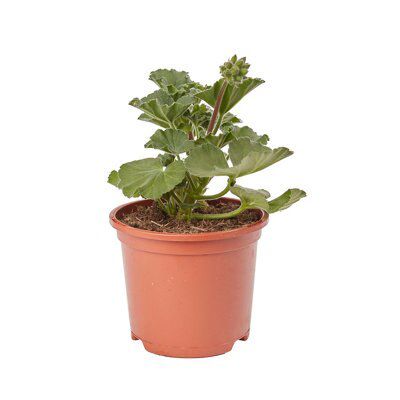 GERANIUM UPRIGHT RED FLOWER
