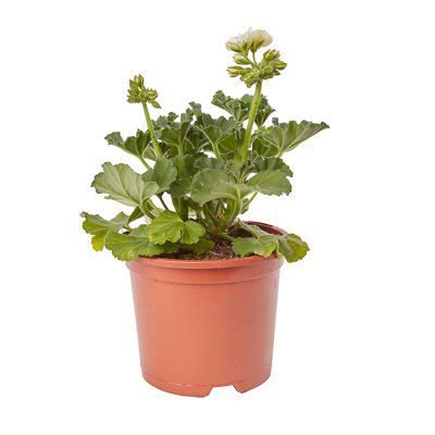 GERANIUM UPRIGHT RED FLOWER