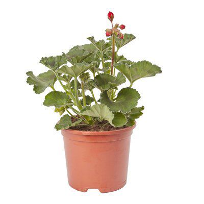GERANIUM UPRIGHT RED FLOWER
