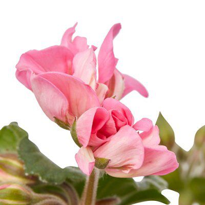 GERANIUM UPRIGHT RED FLOWER