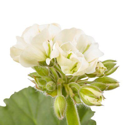 GERANIUM UPRIGHT RED FLOWER