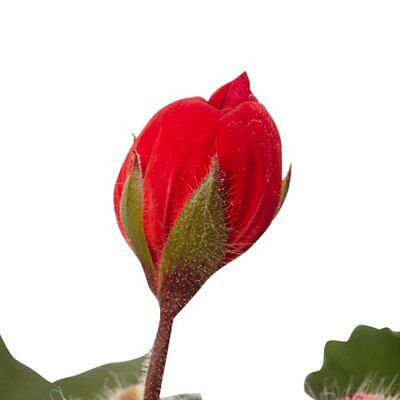 GERANIUM UPRIGHT RED FLOWER
