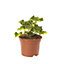 Geranium Upright Summer Bedding plant 10.5cm, Pack of 6