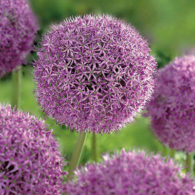 Gladiator Flower bulb | £1.50 at B&Q